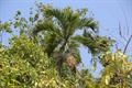 Manila palm,Veitchia merrilii, نخل مانیل ,ادونیدیا